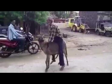 حمار يحاول نكح رجل