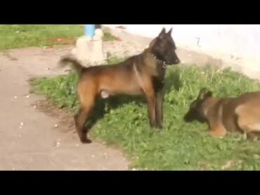 شاهد كلاب المالينوا في مرحلة التزاوج. كلاب المالينوا شراسة وذكاء. نباح الكلاب. 🤣😂😱😍