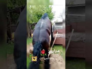 تزاوج الحصان
