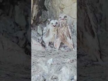 فروخ صقر