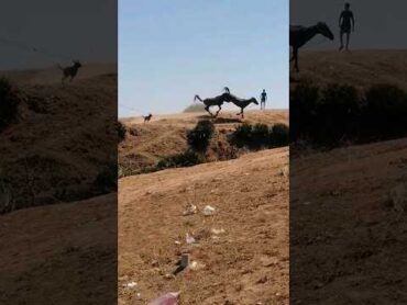 تزوج الحصان العربي الأصيل في البرية الملكية التزاج الحيونات "!!