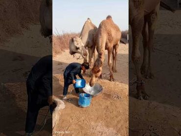 مشهد ممتع لفيديو قصير لجمل صغير في الصحراء