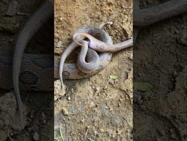 Omg Venomous Viper Snake Mating !😱🐍 shorts snakes russellsviper youtubeshorts reels snakesaver