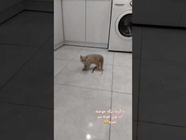 وقتی گربه ات هم هیجان داره هم استرس😹 تازه به دو عدد پای بنده توجه کرده😐milky pets cat shorts