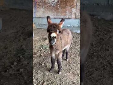 حمار صغير يلعب صوت الحمار   A little donkey makes a donkey soundحمار