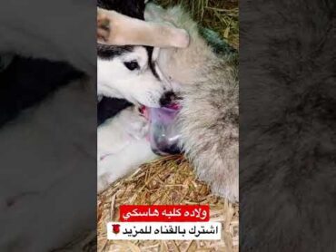ولاده كلبه وهي بتقطع الكيس وتخرج ال👈