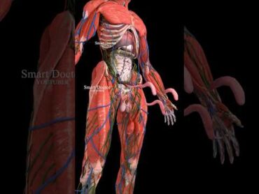 Anatomy of the Male Repr0ductive System ✨♂️