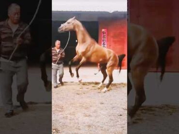 horse youtubeshorts shelter shortvideo animals anime shortsviral mating short