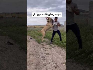 حمله سگ سرابی به صاحبش .sarabeirandog.shorts