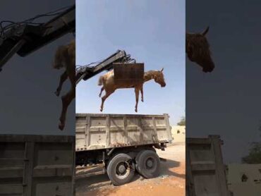 لحظات صعبة على راعي الخيل 💔 A horse dies and its owner mourns for it