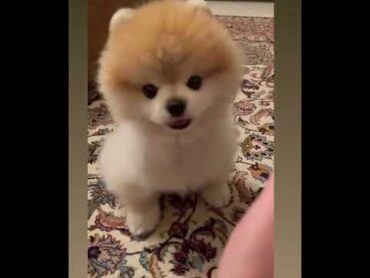 حرف بزن سگ پامرانین بامزه خوشگل هاپو حیوان حیوانات dog animals