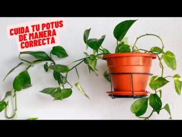 Como Cuidar El POTUS En Casa Facil Y Rapido plantas