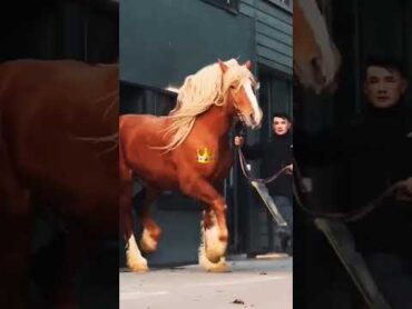 اضخم حصان بالعالم😱, giants horse