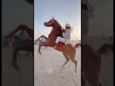 الحصان العربي الاصيل🔥