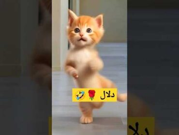 الاكتر طلبا...دلالدلال العراق السعودية قطر الامارات الكويت البحرين اليمن الجزائر cat shorts
