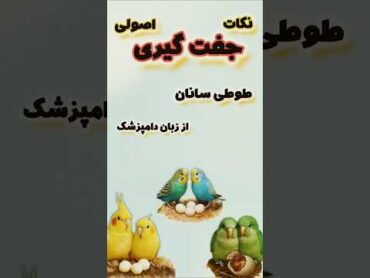آموزش جفت زدن عروس هلندی و سایر طوطی سانان