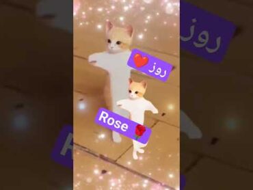 الاكتر طلبا....روز rose rose روزا ترند تيك توك funny cat  new العراق shorts