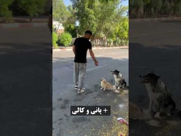 آموزش سگ یعنی این😊👆🏻 سگ سگها سگ آپارتمانی مربی سگ پانی و کالی
