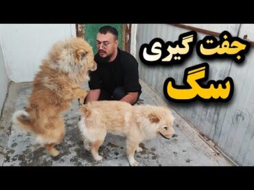 ولاگ جفت زدن سگ چاو چاو / آموزش فحل سگ