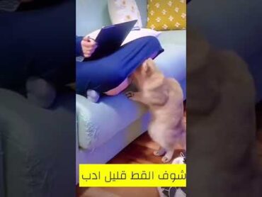 قليل الادب يستاهل لايكshorts