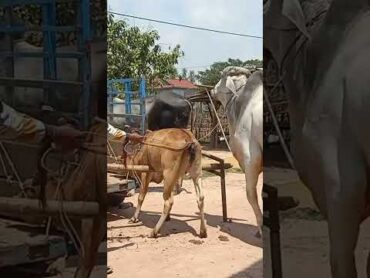 The cow&39;s temperament is out again ត្រពាំងចក