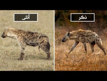 تمتلك انثى الضبع المرقط عضو ذكري ؛ كيف ذلك ❗