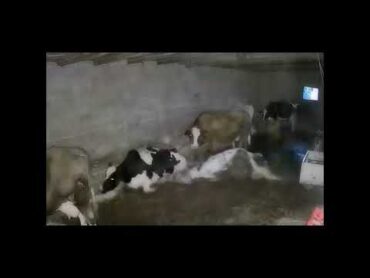 Animal Mating , Sitting Strategies
