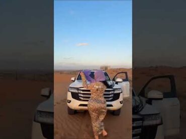 رقص سعودي ساخن هز مكوه سعوديه فظائح اليوم الوطني السعودي رقص بنات الخليج هز عراقي بنات البحرين