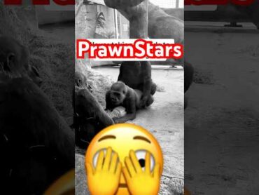 Gorilla Prawn Secrets They Don&39;t Want You to Know