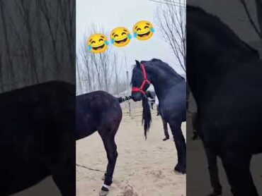?!😅😅🤣🤣cupcut shortvideo horse طريقة تزاوج الخيول