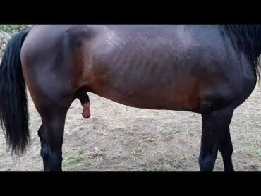 Caballo yegua reproducción equina sexo caballos stallion horse sex