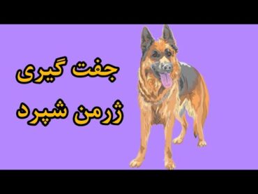 جفت گیری سگ ژرمن شپرد