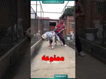 سگهایی که از خرس قوی ترن😳باورنکردنیه!!!