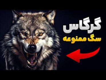گرگاس موجودی خطرناک؟ 🔥 حاصل جفتگیری سگ و گرگ