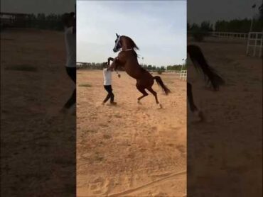 تزاوج الخيل 😍 الحصان العربي horse arabianhorseworld الخيول العربية خيل arabichorse الخيل