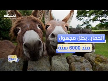 يوم الحمير.. العالم يحتفي بخمسين مليون حمار كل عام   دردشات