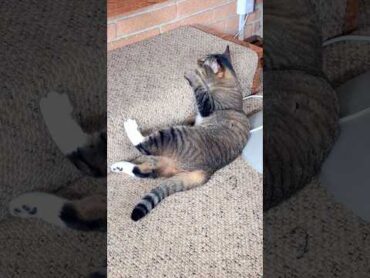 Bro’s Just Vibin funnycat catvideo foryou