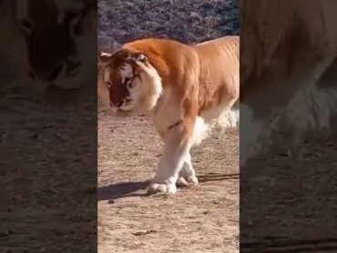 هجين نتيجة تزاوج ذكر الأسد مع أنثى الببر ينتج عنه حيوان اللايغور