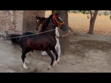 Breeding Champions: Uncovering the Science and Strategies Behind Elite Horse Mating