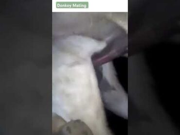 Donkey mating matting shorts