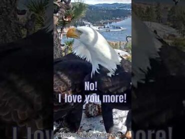 &39;No! I Love You More!&39;😘Bald Eagles&39; Courtship❤️Jackie & Shadow