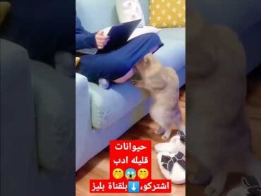 حيوانات قليله ادب😲🤭حالاتضحكاعجاباشتراكاشتراك في القناة