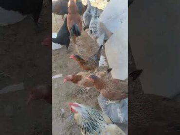 زندگی در کویر