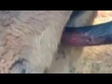 Donkey Showing Love Donkey Mating Process