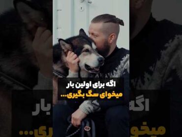سگ های مناسب برای افراد تازه کار shorts