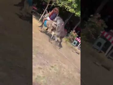 Donkeys Mating  Donkeys race mating viral