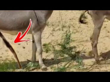 Donkey first Mating Big Donkey vs Small Donkey Mating Process