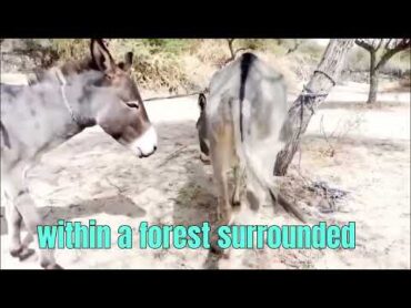 donkey mating