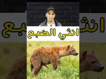 معلومات غريبه وعجيبه عن الضباع 😱