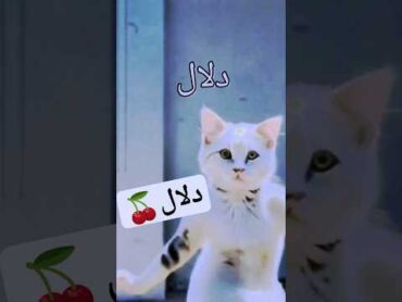 الاكتر طلبا...دلالدلال العراقالعراق السعودية قطر الامارات الكويت البحرين المغرب الجزائر cat